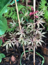 20210619 O. F. Strawberry.jpg
