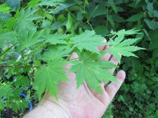 acer-pseudosieb-tak_210620a.jpg