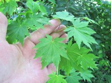 acer-pseudosieb-tak_210620b.jpg