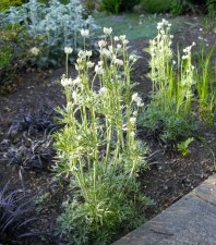 Anemone multifida.jpg