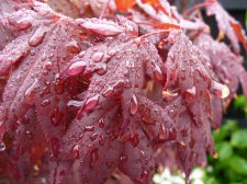 Atropurpureum 272.JPG