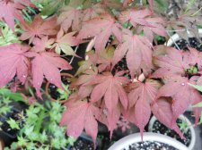 IMG_20210620_144349.jpg