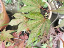 IMG_20210620_144301.jpg