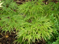 Flavescens 275.JPG