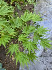 Miwa-Leaves.jpg