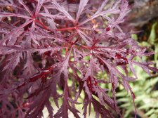 Red dragon 282.JPG