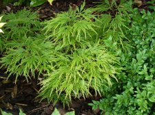 Flavescens 282.JPG