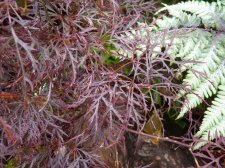 Red feather 282.JPG