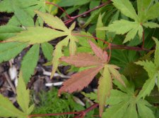 Westonbirt red 288.JPG