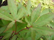 Westonbirt Orange 289.JPG