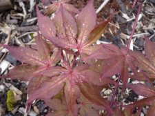 Reticulatum purple 290.JPG