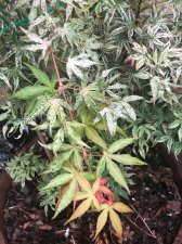 20210703 Ukigumo-1.jpg