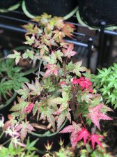 20210703 Otome Zakura.jpg