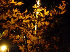 Red wine at night 291.JPG
