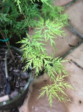 20210704 Emerald Lace.jpg