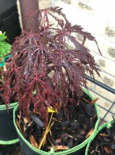 20210604 Crimson Princess.jpg