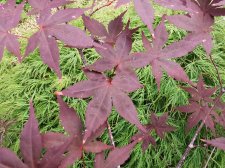 IMG_20210707_112412.jpg