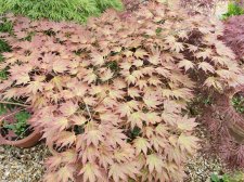 IMG_20210707_112538.jpg