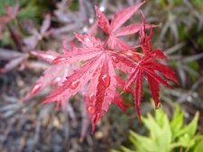 Red pygmy 296.JPG