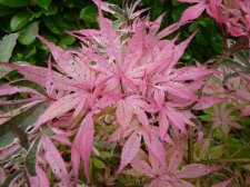 Gwens rose delight 299.JPG