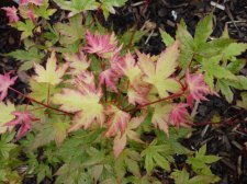 Coral pink 299.JPG