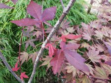 IMG_20210719_184319.jpg
