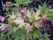 Coral pink 306.JPG
