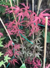20210719 O. F. Strawberry.jpg