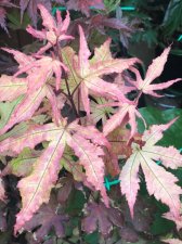 20210719 A. Ghost-2.jpg