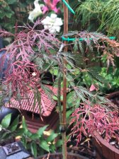 20210724 Crimson Queen.jpg