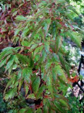 acerp-benihag02_210727a.jpg