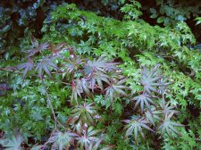 acerp-tromp_210727a.jpg