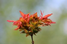 IMG_7716.JPG