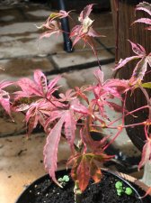 20210807 Shirazz-1.jpg