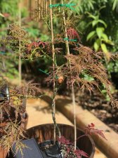 20210807 Ornatum.jpg