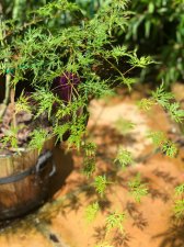 20210807 Emerald Lace.jpg