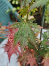 IMG_20210807_151851.jpg