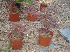 7 yr old atropurpureum 4-14-04.JPG