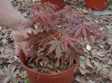 8 inch, 7 yr atropurpureum 4-14-04.JPG