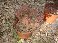 Dwarf Atropurpureum 4-18-04.JPG