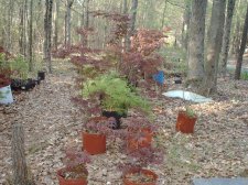 dwarf atropurpureums in front of others from the same seed lot 4-14-04.JPG
