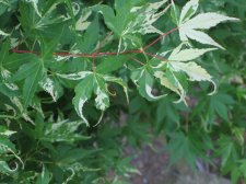 IMG_1379.JPG