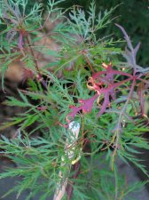 IMG_1371.JPG