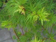 IMG_1425.JPG