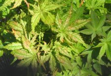 IMG_1398.JPG