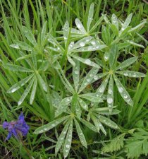 lupinus1.jpg