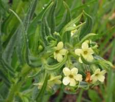 lithospermum_ruderale.jpg