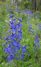 delphinium_nutt.jpg