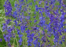 delphinium_nutt2.jpg