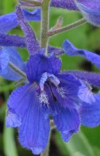 delphinium_nutt3.jpg